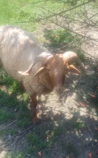یه بره نر سالم و سرحال