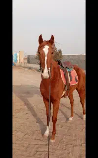 کره مادیان سه ساله دو خون آماده سواری