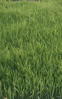 نشاء برنج