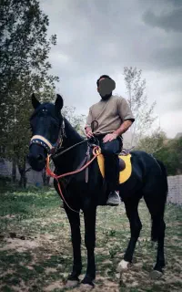 اسب نریان مشکی