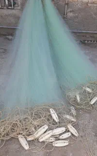 ۲عددتورماهیگیری
