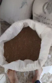 بذر یونجه