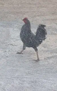 خروس جوان و داشتی
