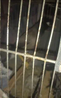 مرغ مینای سخنگوشیرین زبان