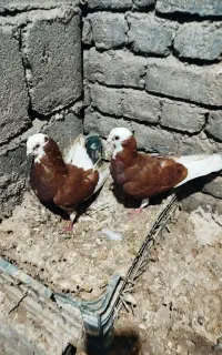 کبوتر ابلاغ طوقی