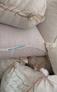 نخود
