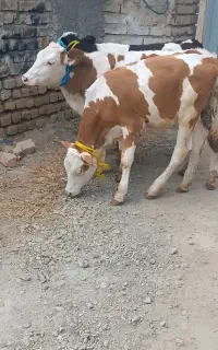 4 راس گوساله سیمینتال ماده جنس بالا