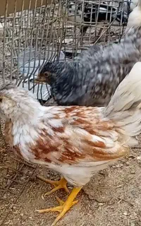 جوجه