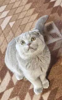 اسکاتیش ب رنگ لیلاک