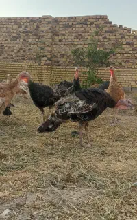 بوقلمون