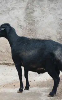 قوچ قره قزل