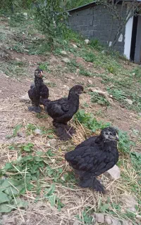 جوجه برهما بلک وارداتی