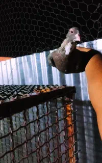 نرماده و ماده پلنگ