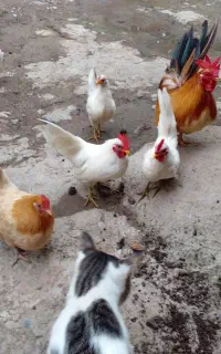 ۲  خروس و یک مرغ جاپنیز ۴ ماهه