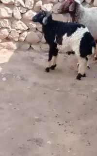 بره نر