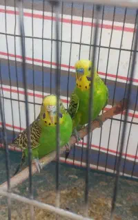 مرغ عشق دونه ای ۳۷۰