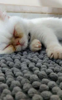 بچه گربه ناز ماده