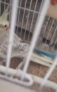 جفت عروس هلندی کار