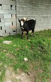 ورزا چالوسی ۳عدد