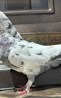 کفتر گمشده