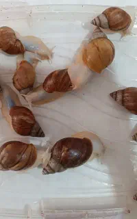 حلزون