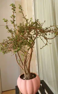 درختچه خرفه