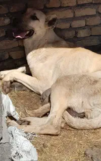 سگ سرابی
