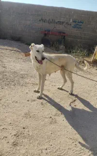 سگ ماده