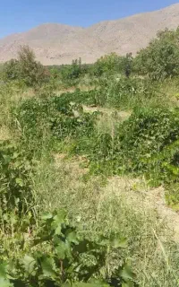 کارگر ساده باغبانی