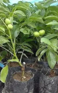 نهال سبزنهال