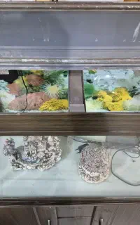 آکواریوم شرکتی Mahiran