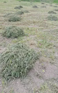 غذای دام درجه یک