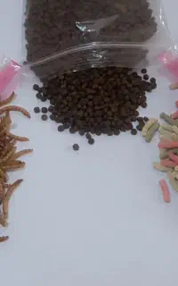انواع مکمل مخصوص حلزون
