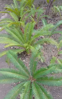 سیکاس