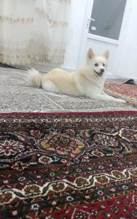 پامرانی روباهی