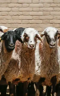 کارگر دامداری چوپان با بیمه تامین اجتماعی و پاداش