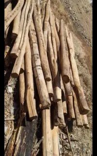 خرید انواع چوب