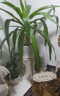 گل عنکبوتی