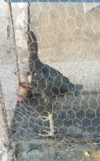 جوجه خروس لاری