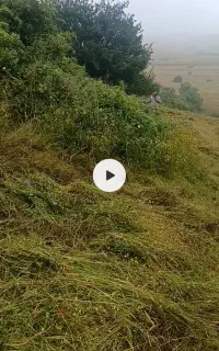 علوفه چمن کوهستانی