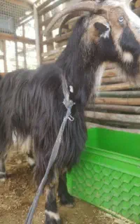 بز ماده جوان آماده جفت