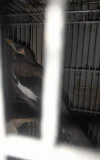 مرغ مینا جوجه دوماهه