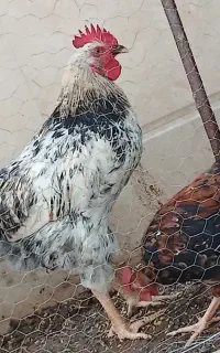 فروش خروس