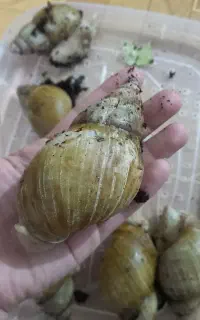 حلزون برای درمان چین چورک صورت  و حلزون ترابی