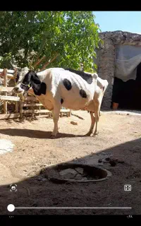 گاو