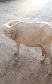 شیر بز سانن مناسب نوزاد و افراد بیمار