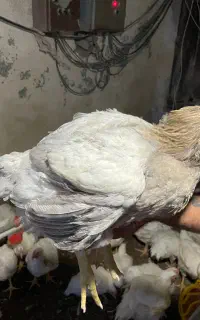 کارگر با تجربه به همراه خانواده برای مرغداری