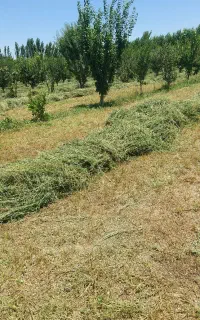 یونجه خشک خشک