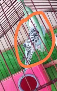 جوجه مرغ عشق