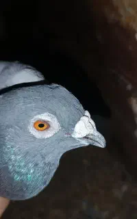 کبوتر ن گ نجه فروشی